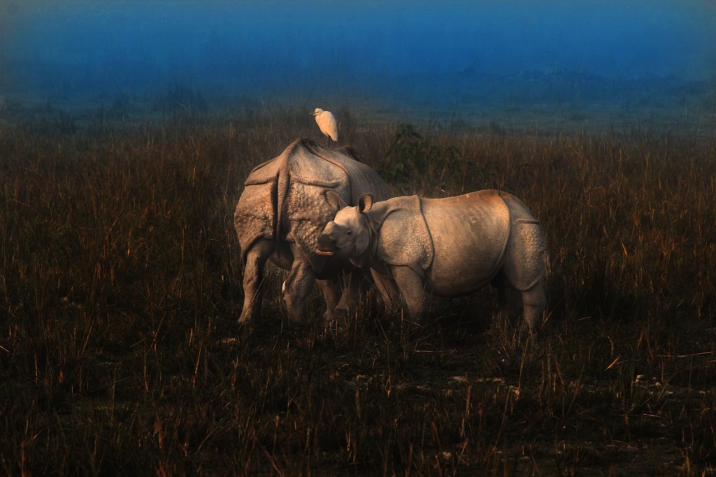 MY FIRST WILDLIFE PHOTOGRAPHY EXPERIENCE AT PABITORA WILDLIFE SANCTUARY,&nbsp;ASSAM.