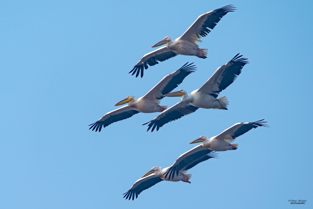LET’S GO BIRDING WITH SAMIR&nbsp;SACHDEVA.